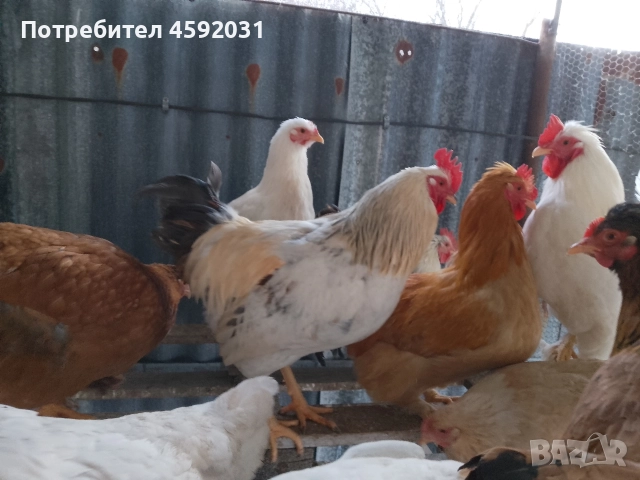 Петлета, снимка 13 - Кокошки и пуйки - 52930601