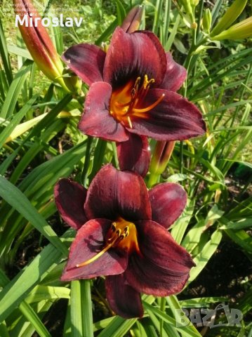Хамерокалис (Дневна лилия), снимка 8 - Градински цветя и растения - 37211431