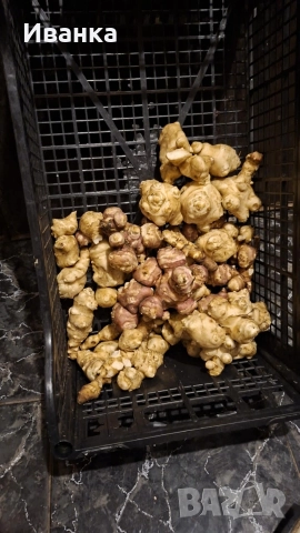 Продавам земни ябълки!, снимка 2 - Домашни продукти - 52539950