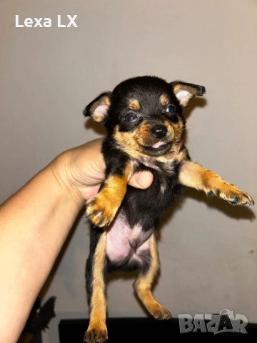 кученца кръстоста мини пинчер/чихуахуа, снимка 5 - Пинчер - 52586271