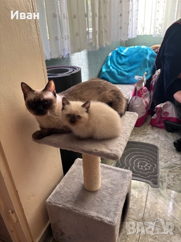 Породисто котенце, снимка 5 - Други - 52003298