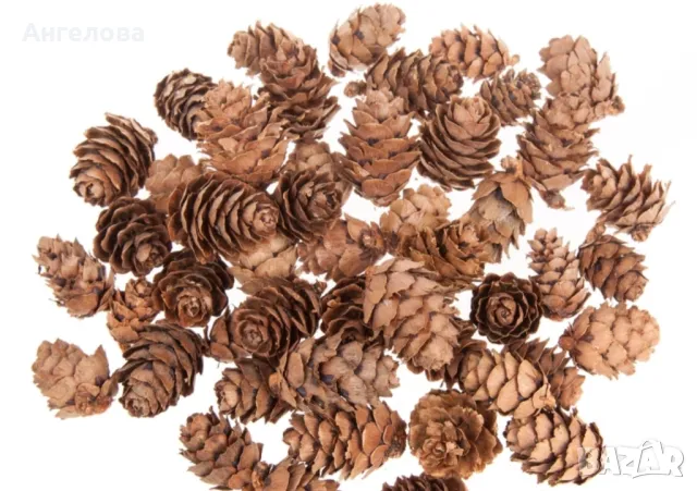 Шишарки, 0.10ст., снимка 4 - Други - 47569078