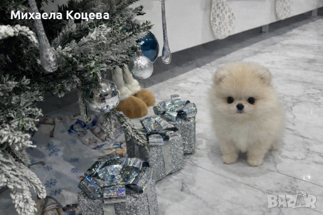 Мини Померани , снимка 2 - Померан - 52447230