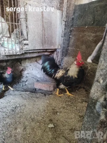 млади домашни петли , снимка 7 - други­ - 47610041
