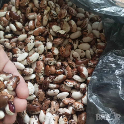 Шарен Родопски еко боб, снимка 2 - Домашни продукти - 53478957