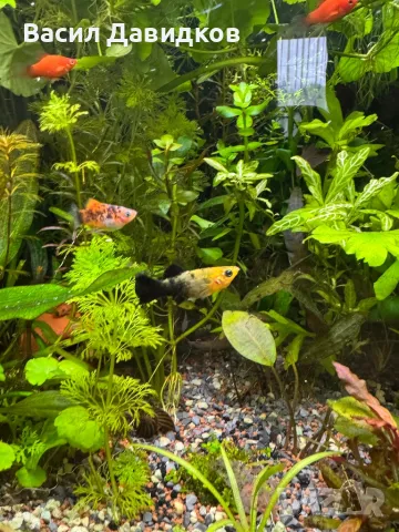 Живородни рибки 