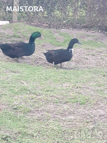 патици каюга чифт, снимка 2 - Патици и гъски - 53592100