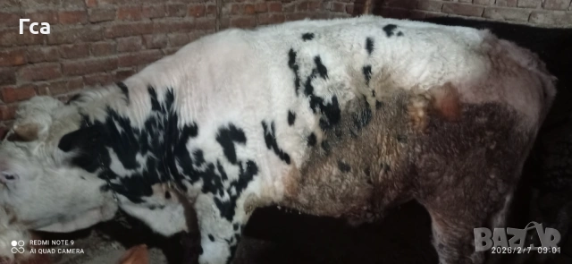 Месодайни телета , снимка 2 - Други - 52646532