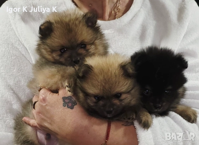 Померанчета, пухави топки, снимка 3 - Померан - 52677456