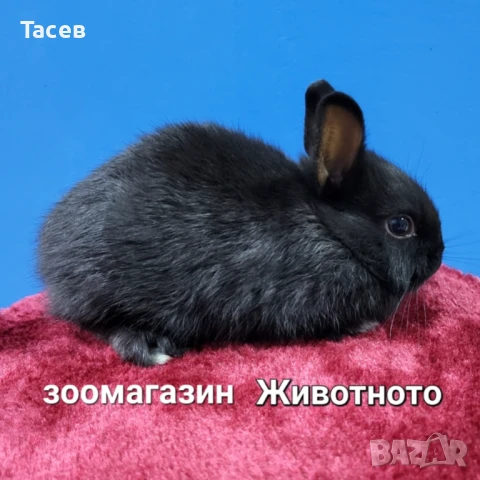 Мини зайчета, снимка 1