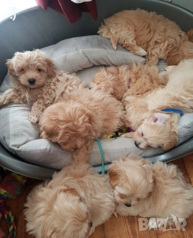 Малтипу Актуално от 20.11.2026