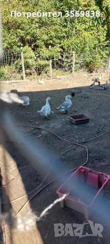 патици и Гъски, снимка 2 - Патици и гъски - 52107775