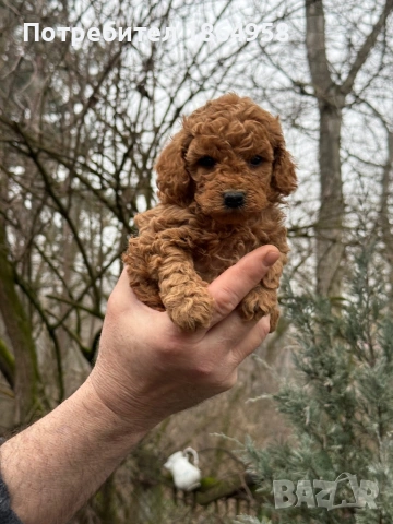 Мини ТОЙ ПУДЕЛ Доставка, снимка 3 - Пудели - 53489334