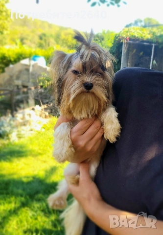 Бивер йоркширски териер (Biewer-Yorkie), снимка 11 - Йоркширски териер - 53409225