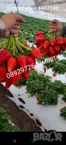 Разсад ягоди и малини , снимка 4 - Разсади - 49497193