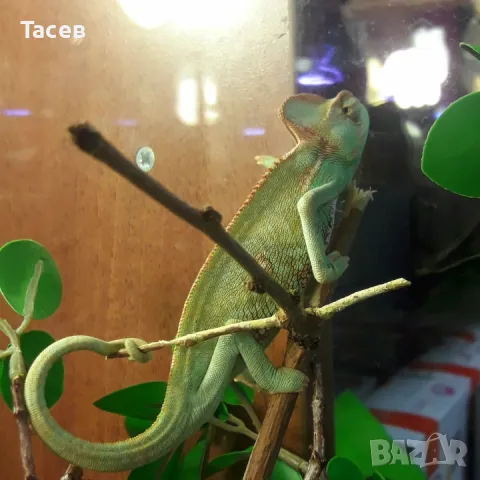 Йеменски хамелеон, снимка 1