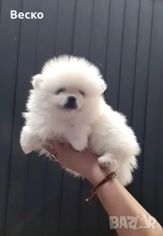Померан мини мъжко и женско 