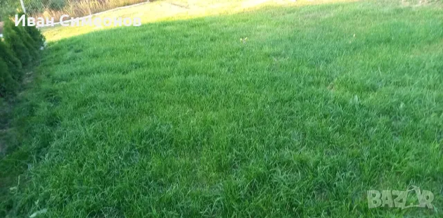 Косене ,почистване и поддържане на дворове,лозя  ливади и райграс , снимка 6 - Други почистващи услуги - 43711177
