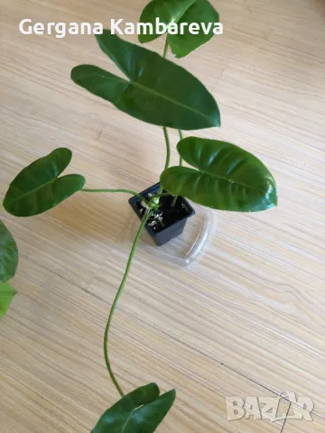 Philodendron Burle Marx , снимка 3 - Стайни растения - 48536930