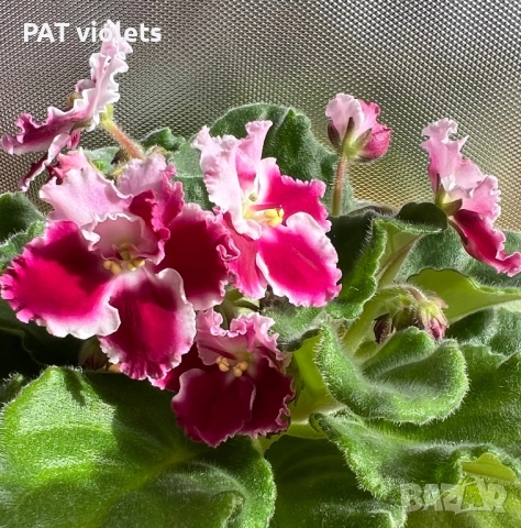 Saintpaulia Сейнтполия Сентполия African Violet Aфриканска теменужка стайна теменужка Фiалка, снимка 7 - Стайни растения - 50025772