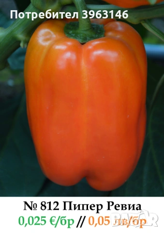 Семена за Стотинки, снимка 10 - Сортови семена и луковици - 52838410