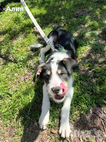 Сладко кученце на 6 месеца, ваксинирано!, снимка 1