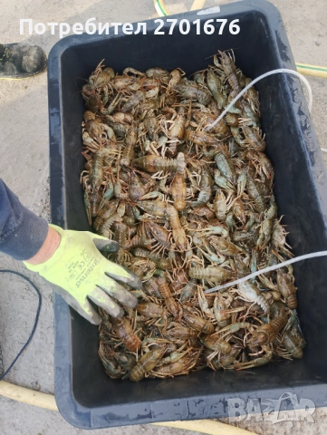 Продавам живи езерни раци 
