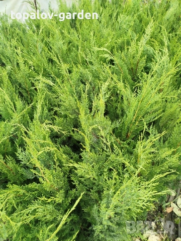 леиланди кипарис, снимка 2 - Градински цветя и растения - 52048151