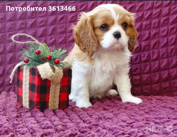 Кавалер кинг чарлз шпаньол трицветни и бленхайм , снимка 6 - Кавалер кинг чарлз шпаньол - 52872259