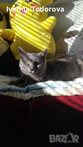 Британски късокосмест котарак , снимка 1