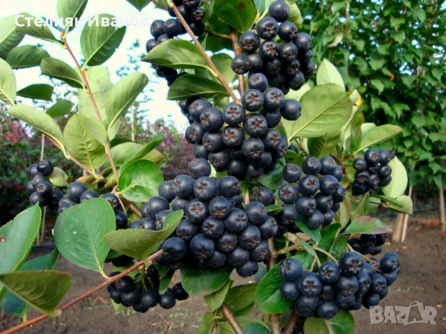 Едроплодна арония (Aronia melanocarpa 'Galicjanka')