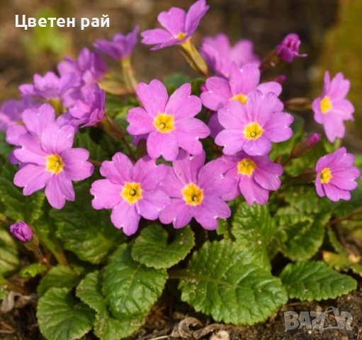 Домашна иглика с грудка , снимка 2 - Градински цветя и растения - 51949012