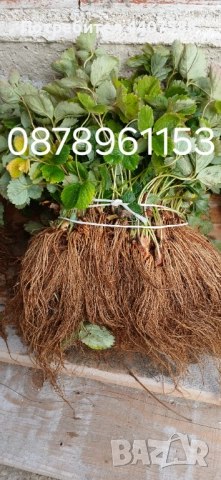 Разсад ягоди и малини , снимка 17 - Разсади - 49528320