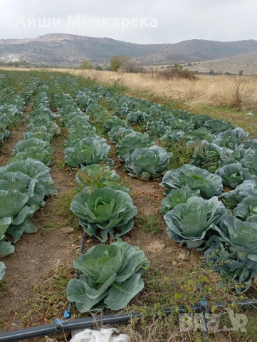 Продавам зеле Чиърс на едро , снимка 9 - Други - 52086423