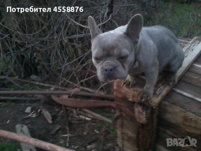 продавам френски булдог женски, снимка 6 - Френски булдог - 53394769