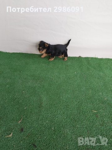 Йоркширски териер мини, снимка 3 - Йоркширски териер - 34804015