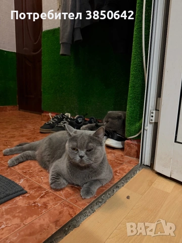 Британска котка , снимка 3 - Британска късокосместа - 53071629