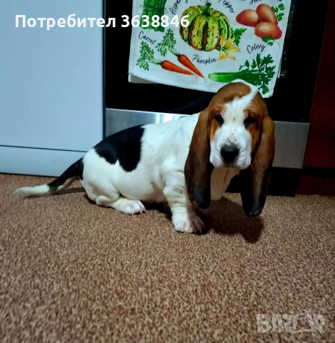 Басет хаунд