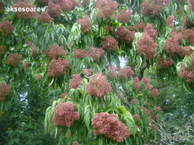 Продавам 400 висококачествени семена от медоносното дърво на пчеларя Еводия Даниели и разсад дръвчет, снимка 10 - Сортови семена и луковици - 49061583