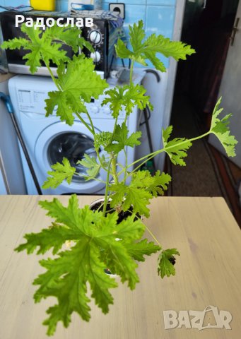 Цвете индрише алое вера лилава детелина коледниче дървото на живота, снимка 5 - Стайни растения - 37613358