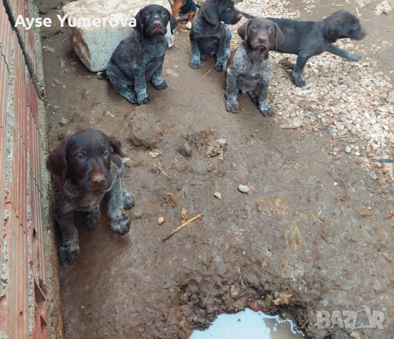 Куцухар, снимка 5 - Курцхаар - 53050329