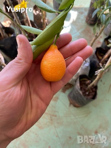 Лимон Мандарина Портокал Помело Лайм Лаймкуат Кумкуат Мандаринкуат, снимка 11 - Градински цветя и растения - 34694760