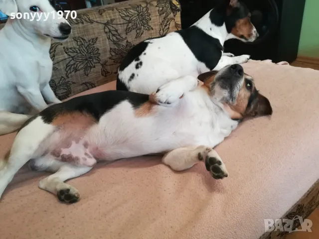 ДЖАК СИ ТЪРСИ ЖЕНСКА ЗА РАЗПЛОД 0903251747, снимка 5 - Джак ръсел териер - 49424083