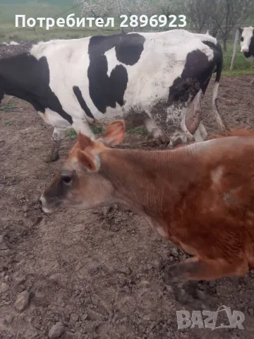 16 броя крави юници, снимка 3 - Крави - 50015524