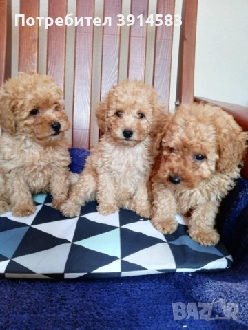 Той пудел, 3 женски и 2 мъжки. , снимка 1