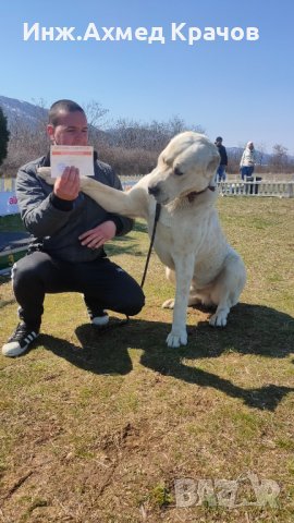Алабай за разплод, снимка 2 - Алабай - 34957358