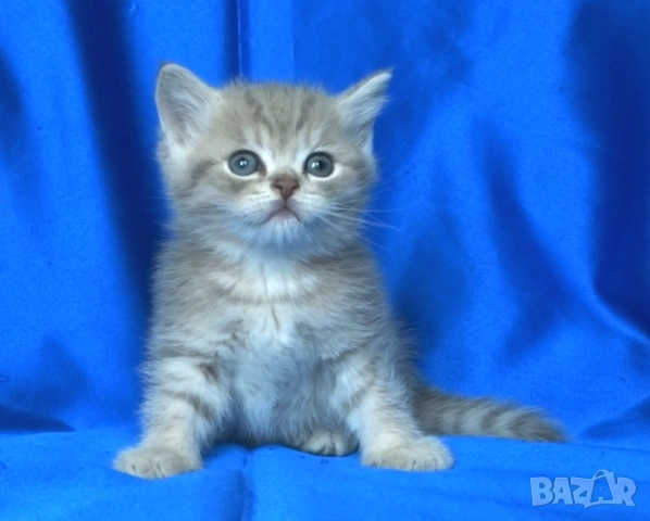 Британски късокосмести котата, снимка 6 - Британска късокосместа - 52373949