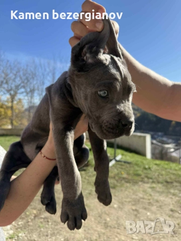 Кане Корсо Смолян , снимка 3 - Кане корсо - 52457720