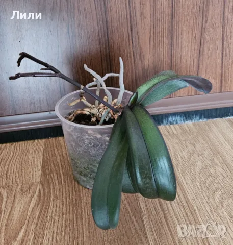 Орхидея фаленопсис Montpellier, снимка 2 - Стайни растения - 36037939