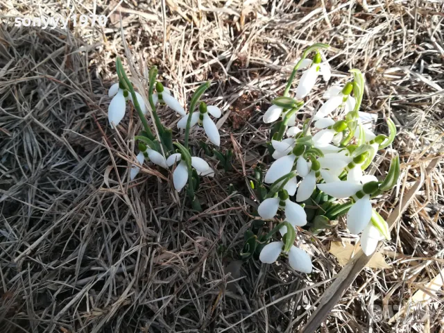 лот кокиченца с луковици в саксия с пръст-2025г 3001251838, снимка 4 - Градински цветя и растения - 48897233